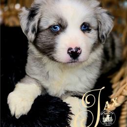 Jax - Blue merle male Australian Shepherd puppy in Ennis, Texas from God’s Little Aussies