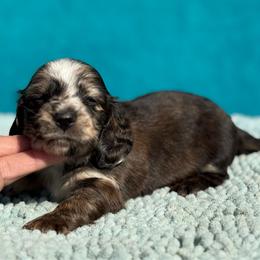 Brutus - Dapple male Dachshund puppy in Lincoln, Arkansas from Red Dirt Dachshunds