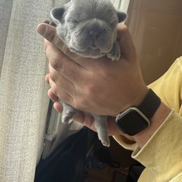 Gum Ball - Blue female French Bulldog puppy in Springfield, Missouri from Phoebes Frenchies