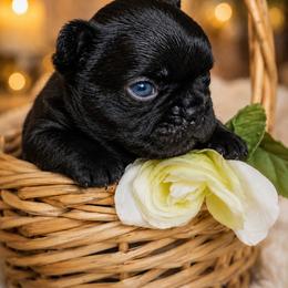 Buttercup - Black female French Bulldog puppy in Maplewood, New Jersey from Poos&Bulls Keepsake
