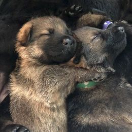 German Shepherds from Kennel z Aksamit