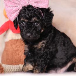 Havana - Phantom female Goldendoodle puppy in Forney, Texas from Diamond Doodle Pups and Poodles