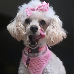 Chanel - Poodle
