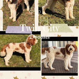 Maverick - Goldendoodle