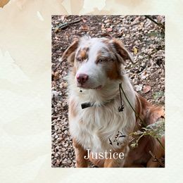 Australian Shepherds from Lazy Oak Australian Shepherds