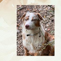 Australian Shepherds from Lazy Oak Australian Shepherds