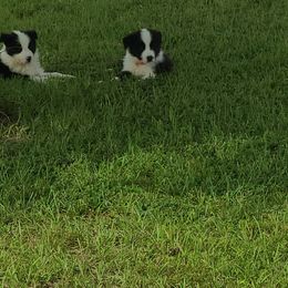 Border Collie Puppies from K&R RANCH.