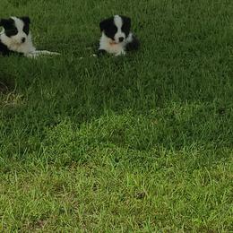 Border Collie Puppies from K&R RANCH.