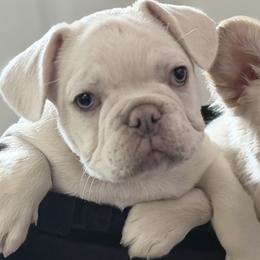 Boy 5 - male French Bulldog puppy in East Greenwich, Rhode Island from DaSilvas Estrella AKC