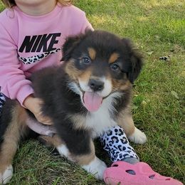Australian Shepherd Puppies from Grand Ridge Australian Shepherds