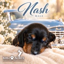 Nash - Black and tan male Dachshund puppy in Kemp, Texas from Koli Acres