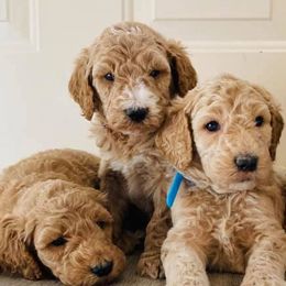 Goldendoodles and Poodles from Texoma Poodle Ranch
