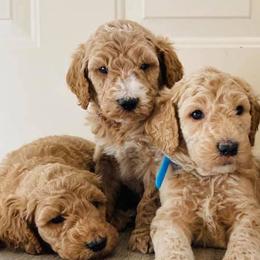 Goldendoodles and Poodles from Texoma Poodle Ranch