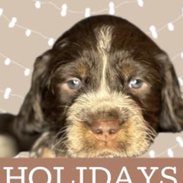 PANDA - Tri-Roan male English Springer Spaniel puppy in Billings, Montana from M&M Fuzzy Bottom Friends