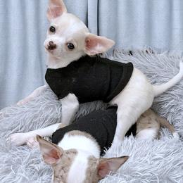 Chihuahua Puppies from Petite Pups LLC