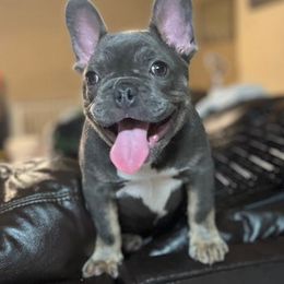 French Bulldogs from Katy Simmons