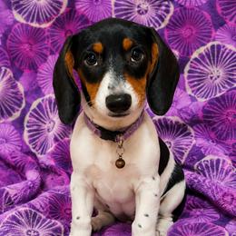 Puppy 4 - Piebald female Dachshund puppy in Clayton, Indiana from Love Struck Miniature Dachshunds