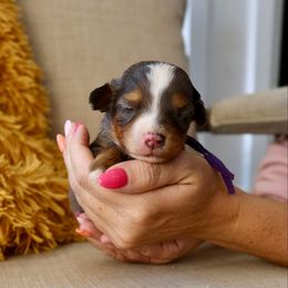 Lemon meringue - female Australian Mountain Doodle puppy in Murray, Utah from Sun Valley Doodles