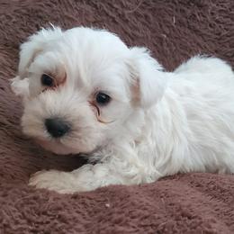 Miniature Schnauzers from Fowler Farms