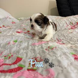 Púa - Black gold and white male Shih Tzu puppy in Pearland, Texas from Pup Paw-lace