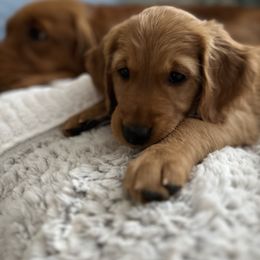 Golden Retriever Puppies from Golden Wiggle Retrievers