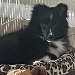 Vader - Black and white male Shetland Sheepdog puppy in Davie, Florida from Enclave