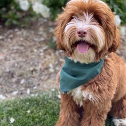 Australian Labradoodle and Labradoodle Puppies from Doodles_Ko
