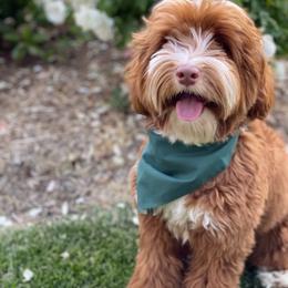 Australian Labradoodle and Labradoodle Puppies from Doodles_Ko