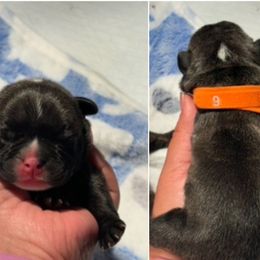 Orange Collar - Brindle and white male French Bulldog puppy in Humble, Texas from Tip Top Bully House