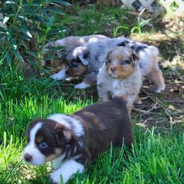 Australian Shepherd Puppies from Dream E River Ranch