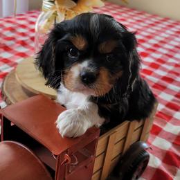 Cavalier King Charles Spaniel Puppies from Majestic Cavaliers