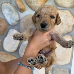 Dark Blue - Male - Red  male Goldendoodle puppy in Kent City, Michigan from Hannah Mae Doodles
