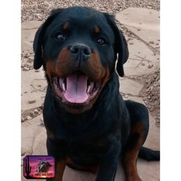 Rottweiler Puppies from Sunset State Rotts