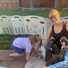 Boxer Puppies from Meraki Boxers