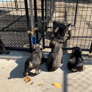 Miniature Schnauzer and Standard Schnauzer Puppies from Shazzam of Oz