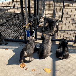 Miniature Schnauzer and Standard Schnauzer Puppies from Shazzam of Oz