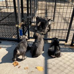 Miniature Schnauzer and Standard Schnauzer Puppies from Shazzam of Oz