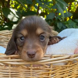 AKC GIRL 2 - Chocolate and tan female Dachshund puppy in Red Bank, California from Down The Hill Potterdale