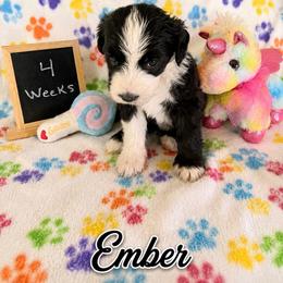 Ember - Black and white female Sheepadoodle puppy in Glen Rose, Texas from Clevenger’s Sheepadoodle Fur Baby Farm