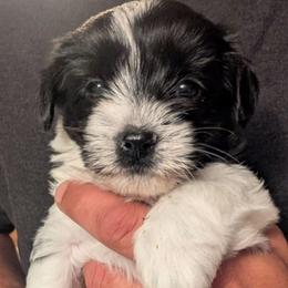 Zeppelin - Black & tan tri-color male Morkie puppy in Dighton, Massachusetts from Massachusetts Morkies