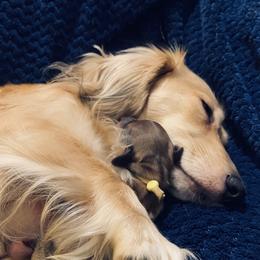 Dachshund Puppies from Northwest Dachshunds