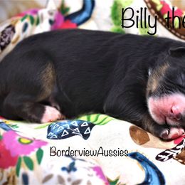 Miniature American Shepherd Puppies from Borderview Aussies