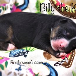 Miniature American Shepherd Puppies from Borderview Aussies