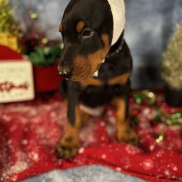 Hoyt - Black and rust male Doberman Pinscher puppy in Aredale, Iowa from Royal Dynasty Dobermann Kennel