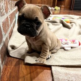Small Fawn Female - French Bulldog puppy in Church Point, Louisiana from Dayna’s Goldens (Acadia’s Golden Retrievers)
