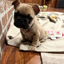 Small Fawn Female - French Bulldog puppy in Church Point, Louisiana from Dayna’s Goldens (Acadia’s Golden Retrievers)