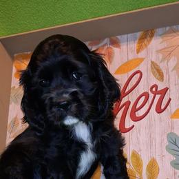 Jacqueline - Black female Cocker Spaniel puppy in Crossville, Tennessee from Timber Sunrise Cockers