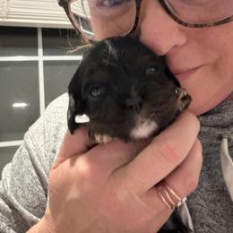 Cavalier King Charles Spaniel Puppies from 5dubs Cavaliers
