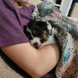 Miniature Australian Shepherd Puppies from Carter's Cuties