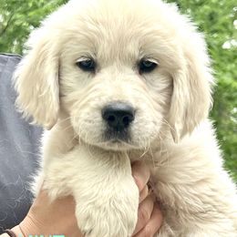 Golden Retriever Puppies from Risa’s Goldens